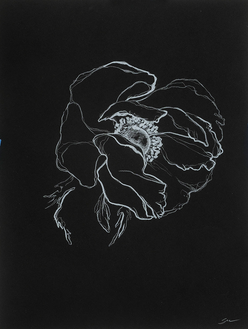 Anemone no.2 / 12" x 9"