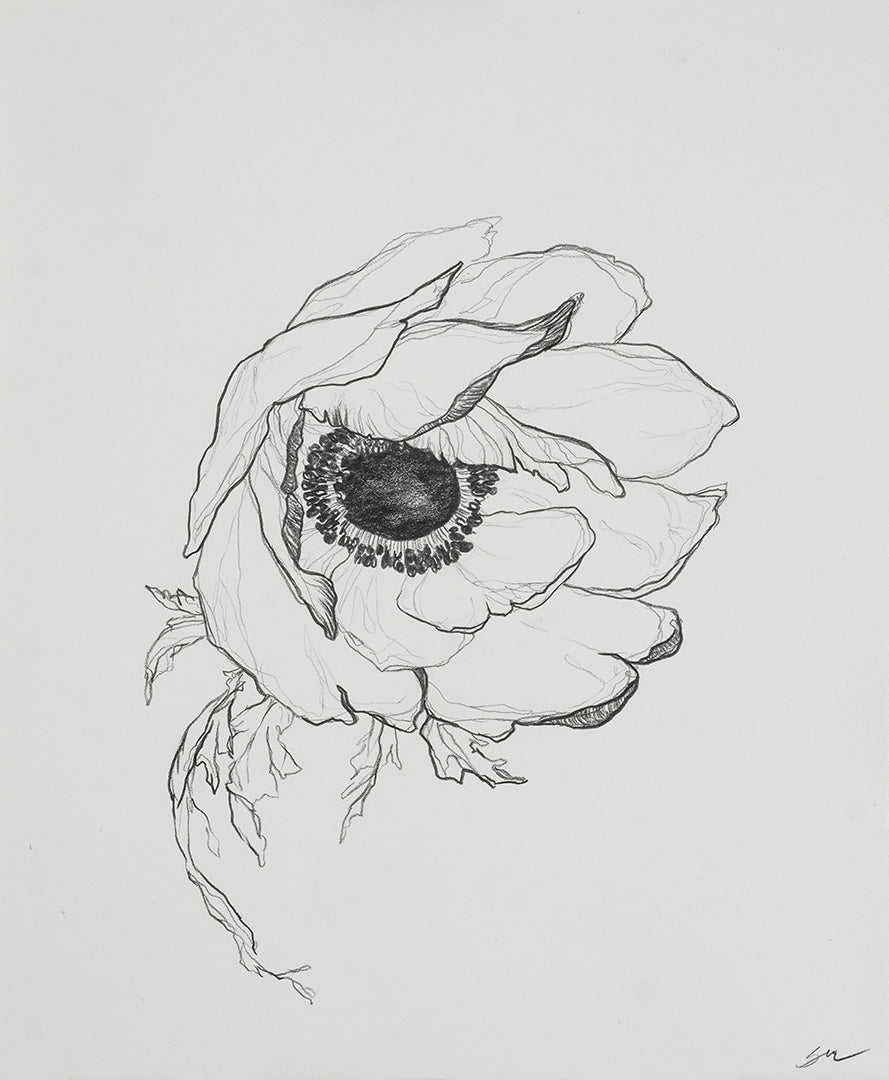 Anemone no.6 / 11" x 9"