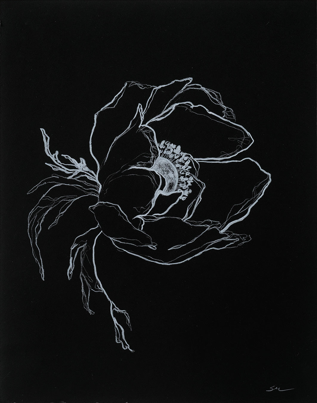 Anemone no.1 / 12" x 9"